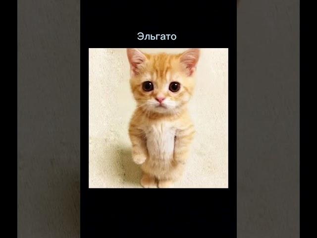 #смерть#доге#максвелл#эльгато#рекомендации