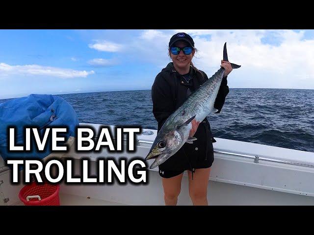 Early Season Kingfish: Trolling Live Bait Around Wrecks & Ledges