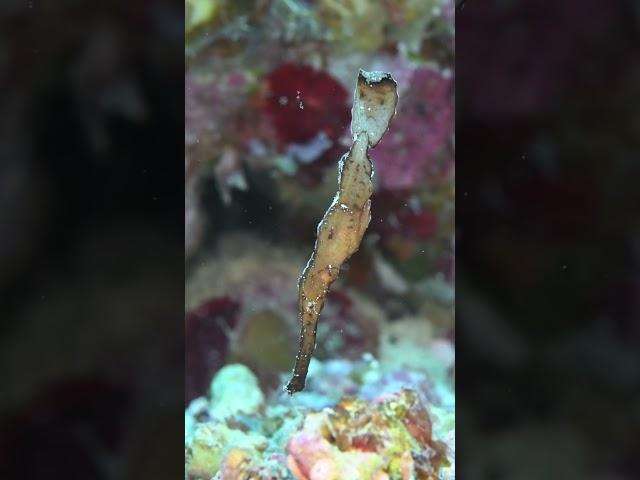 Meet the Robust Ghost Pipefish!This fascinating fish masterfully mimics a blade of seagrass.