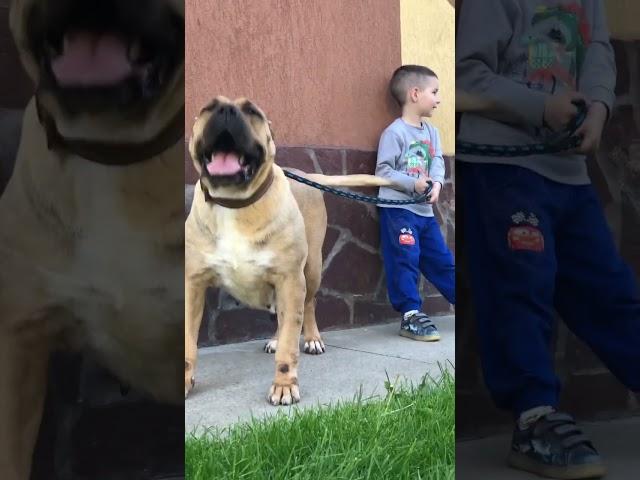 Presa Canario Sura & little owner