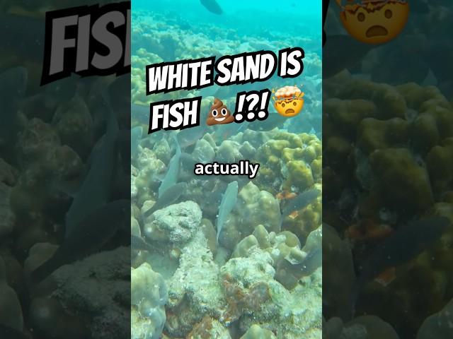 That White Sand? It Might Be Parrotfish Poop