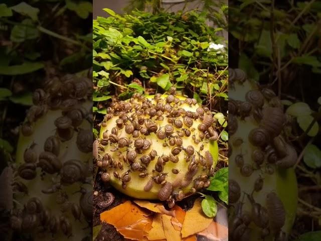 Watch What Happens When I Put An Apple Into A Terrarium