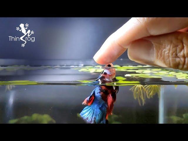 Betta Fish Male VS Female in High Jump