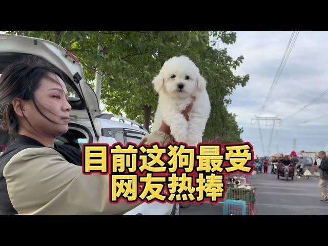 禹州又拿下三只“小白”，目前这狗最受网友热捧，让亮哥应接不暇