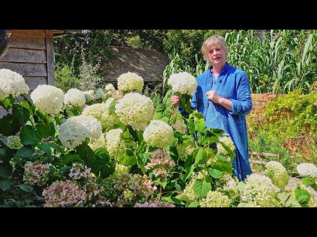 Sarah's Favourite Hydrangeas