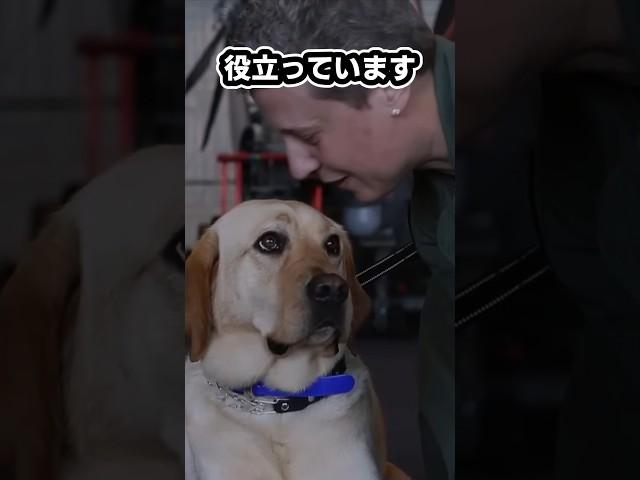 空母に犬がいるわけは