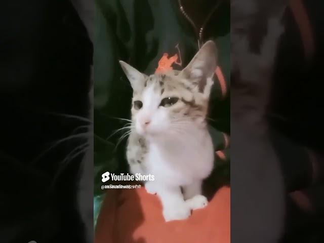 https://youtu.be/ReqcX5Mdsk4?si=E1ea90Eb8Wv9XpmU https://youtu.be/CQPLH9OW19U?si=JbfhsE0cXRSWHlWF