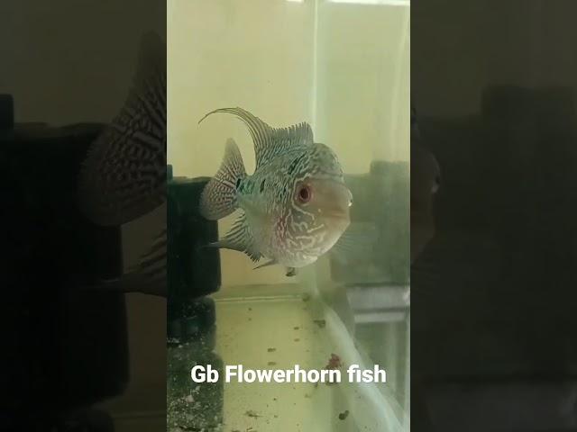 Golden base Flowerhorn fish  | Chennai RR Aquarium | very low price