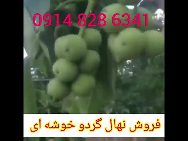 نهال گردو چندلر ۰۹۱۴۸۲۸۶۳۴۱