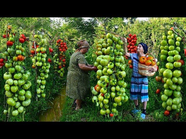 Harvesting Green and Red Tomato | Making Pickling and Adjika for Winter Preserves