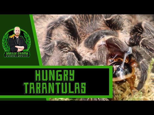 Feeding Some Hungry Tarantulas! | JOHAN EXOTIC