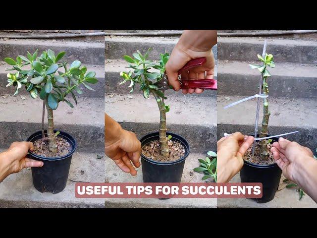 Succulent Success Secrets Revealed!