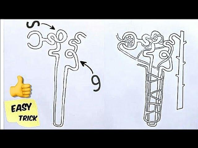 How to draw Nephron easily step by step for Biginners!