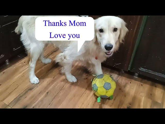 Asking for footballs | Mischievous Max and Bunny