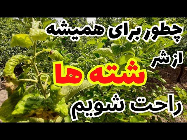 شته کش _ چکار کنیم که برای همیشه از شر شته ها راحت شویم _ بهترین روش مبارزه با شته ها