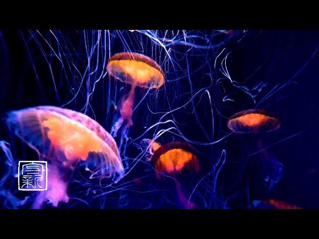 Become Verysleepy, Deep MeditationMusic 12HRS. Jellyfish Glows in Neon colors.