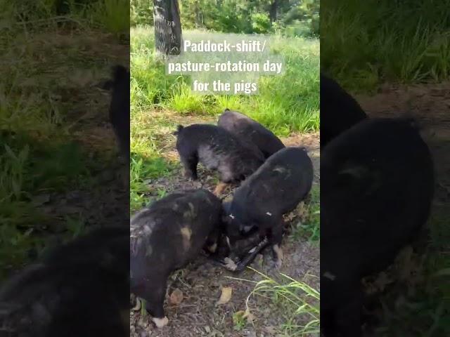 Paddock-shift/pasture-rotation day for the Idaho Pasture Pigs.