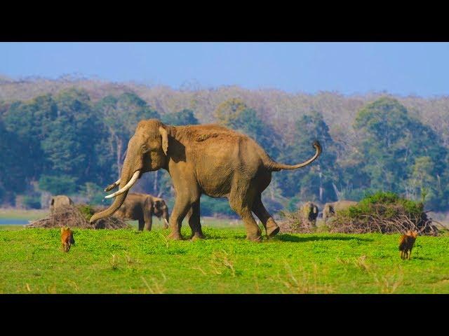 DHOLE ELEPHANT INTERACTION - INDIA