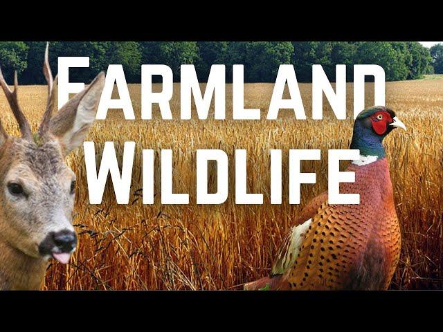 What Wildlife lives in UK Farmland?