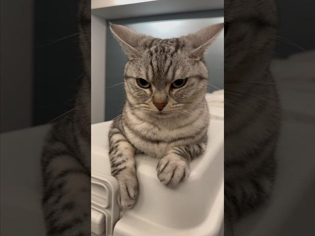 【猫動画】イカ耳猫と猫吸いパパwww #shorts