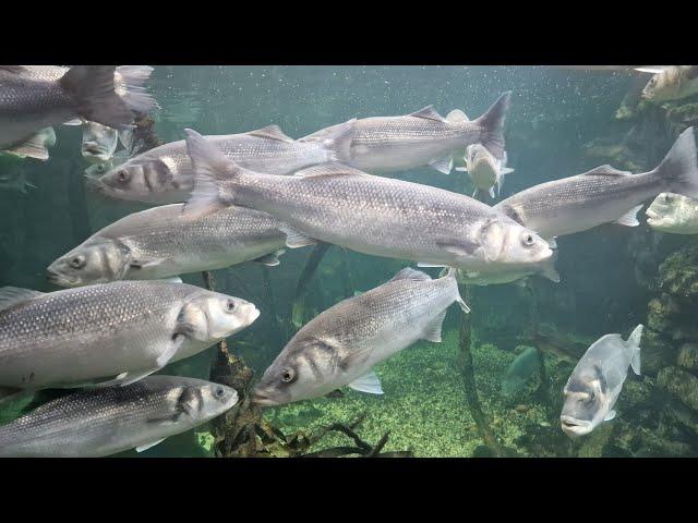 amazing bass fishing on a sandy north wales beach it doesn't get any better sea fishing UK