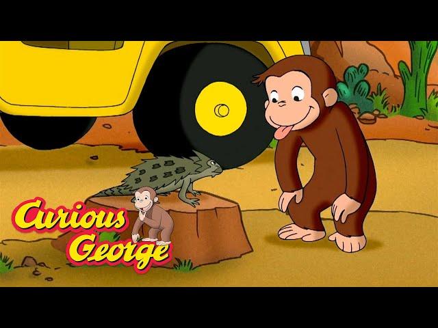 The Desert Is Full of Life!  Curious George  Kids Cartoon  Kids Movies