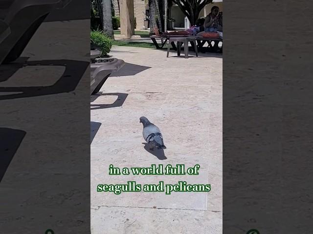 Dominican Republic pigeon sticks out in a world full of seagulls and pelicans  ‍⬛   🪶   #birds