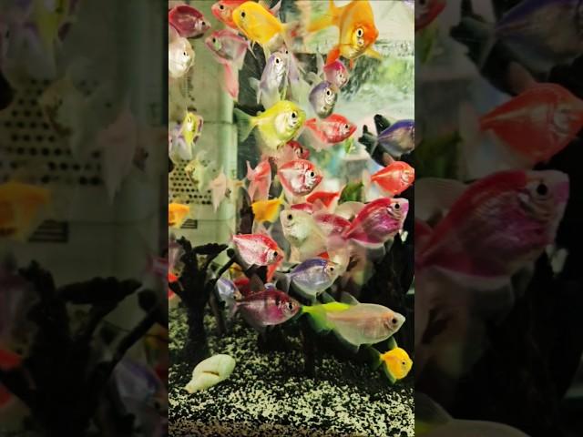 Colorful Fishes at EL KANO Restaurant in Over  Looking Antipolo | Antipolo City 2025