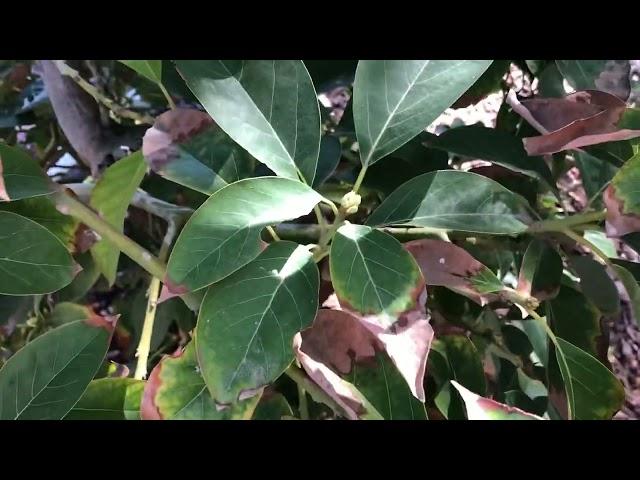 Mystery Avocado tree reveals its secrets?