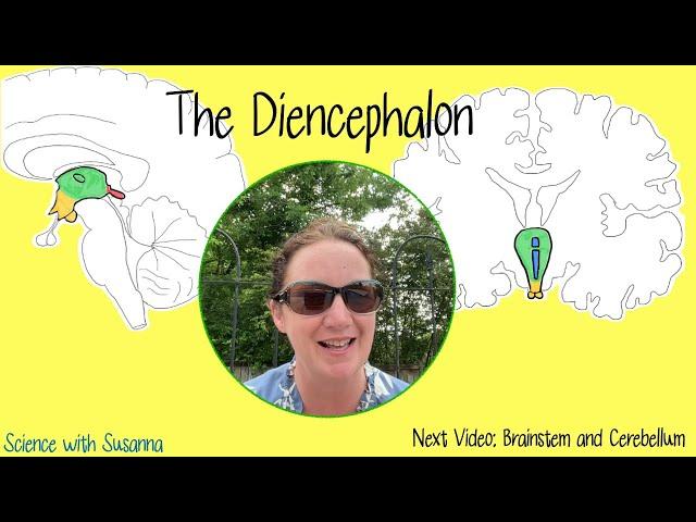 The Diencephalon