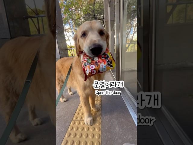 너구리 한마리 몰고 간다개 심부름 좋아하는 권럭키 라면 사러가자 좋다개 빨리 가자개 짐 입에 물고 총총총 기분 좋은 대형견