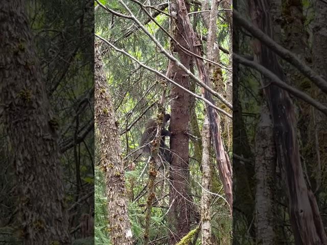 Look for Porcupines hiking in Alaska! #juneau #alaska #porcupine #wildlife #travel #nature #forest