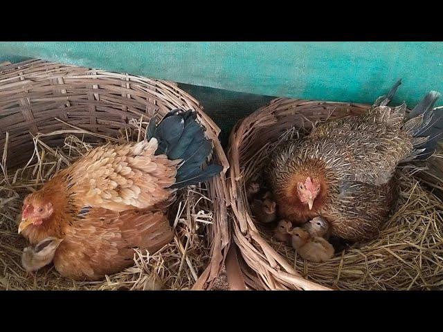 desi murgi ke pyare se bache |  beautiful chicks