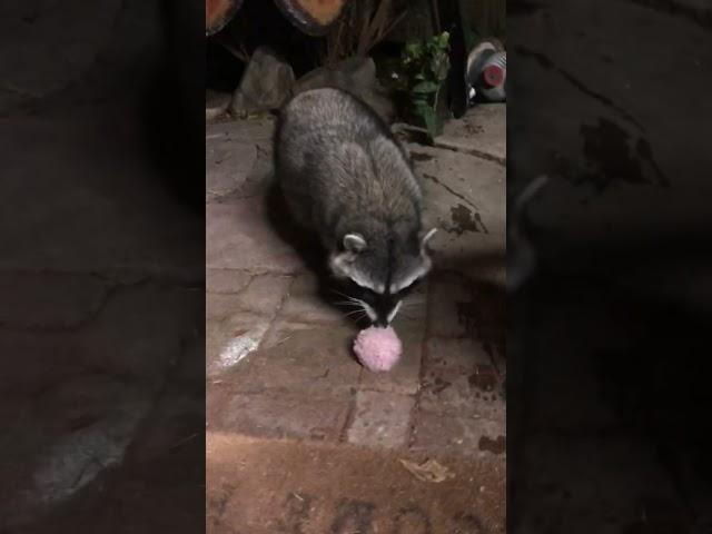 watching my cute buddy play with his fuzzy balls #raccoon #cute #wildlife #animals #ball #podcast