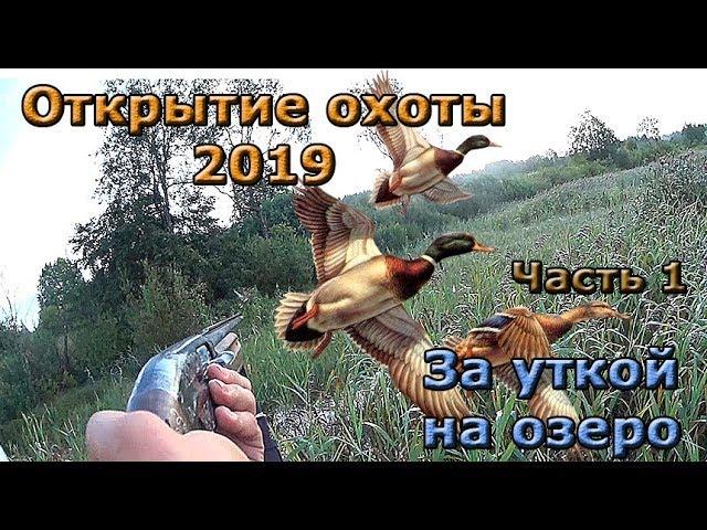 Opening of the autumn hunt 2019. Part 1. Behind a duck on the lake.
