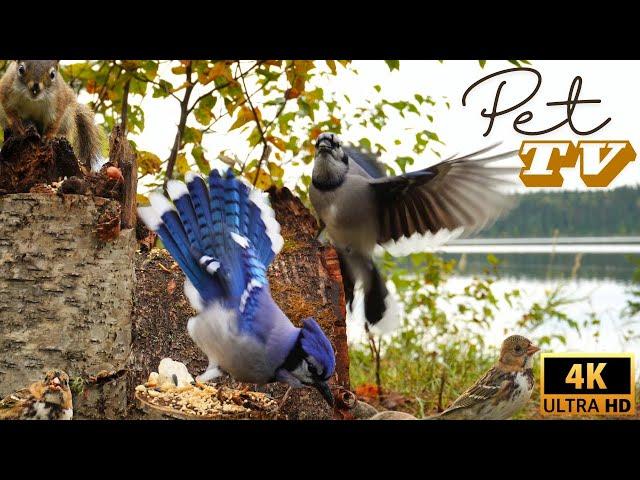 Entertain Your Cat or Dog with Pet TV | Squirrels and Birds Along the Lake on a Fall Morning