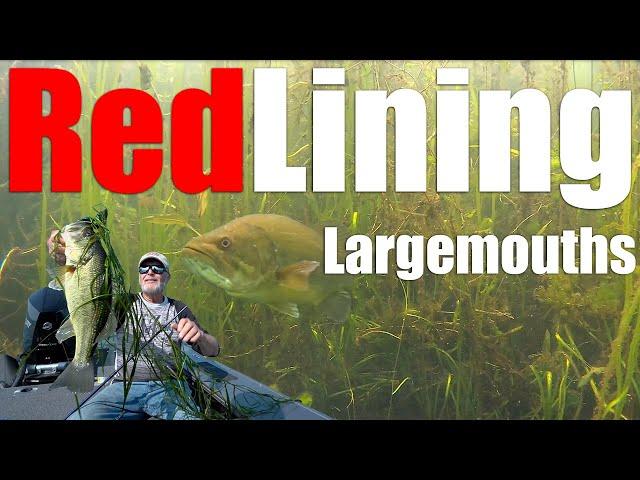 RedLining Largemouth On Weedlines