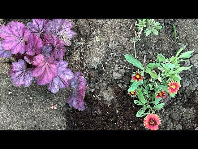 Planting Up Sale Perennials and Creating a Wild Colour Combo!