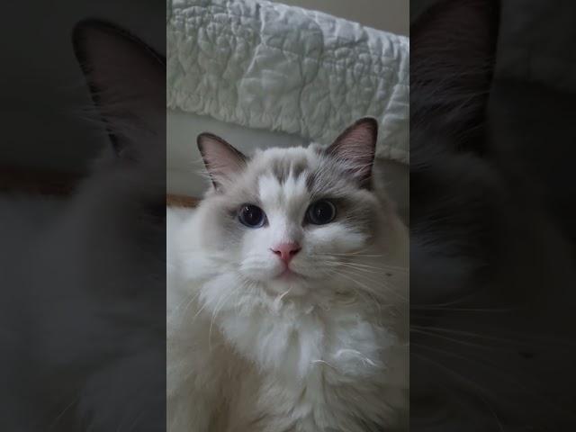 야하오옹 #shorts #고양이 #귀여운 #햇님 #cat #hansome #perfect