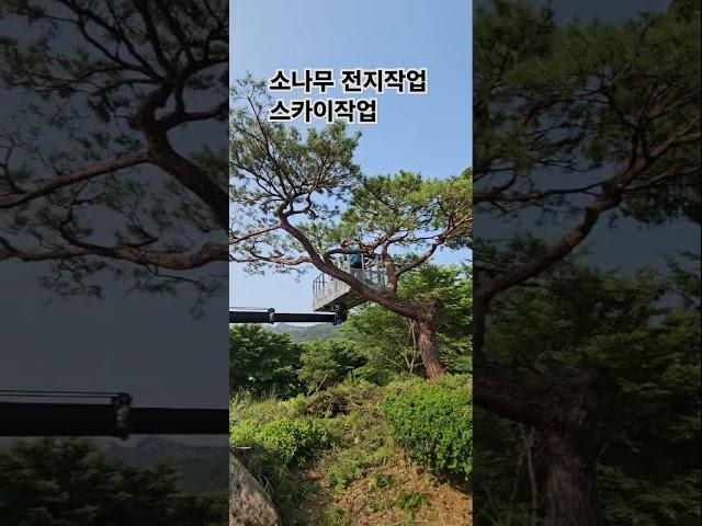 논산 금강대학교 불교학 기반 인성 함양의 요람 조경수관리 소나무전지작업 스카이작업