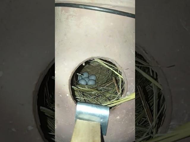 checking my all java sparrow nest