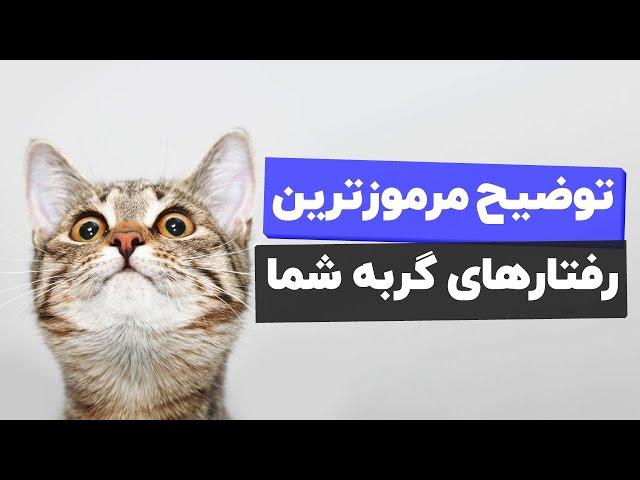 دوازده کار عجیب و غریبی که گربه ها انجام میدن و دلایل اون ها