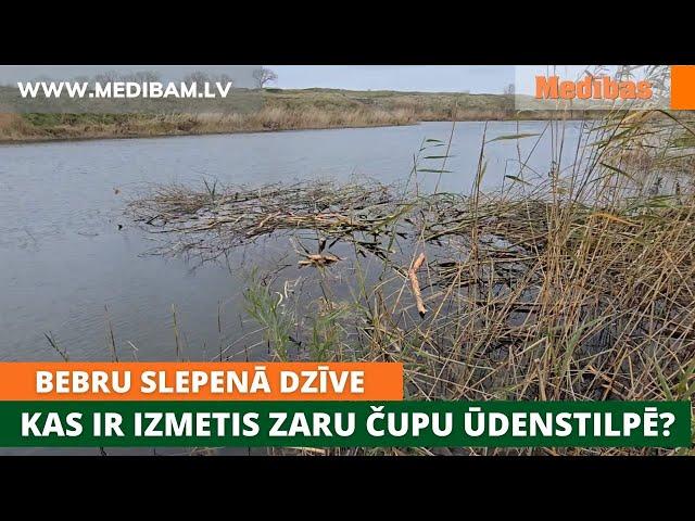 Bebru slepenā dzīve. Kas ir izmetis zaru čupu ūdenstilpē? Medījamie dzīvnieki