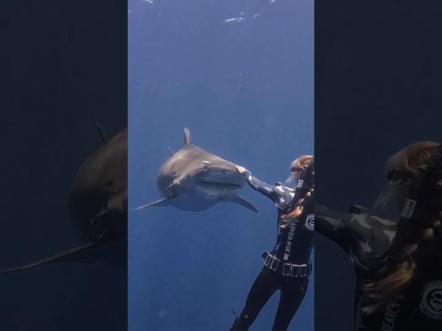 How To Gently Redirect A Tiger Shark Like Roxy  #tigershark #sharkdiving #sharks #shorts