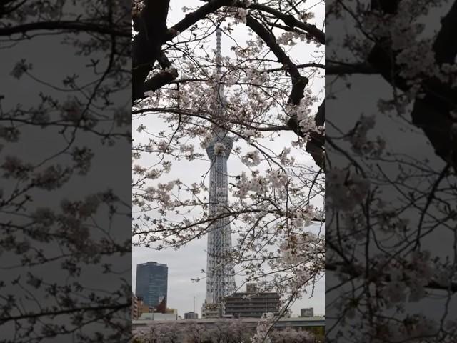 We found perfect Cherry Blossoms in Tokyo, Japan!