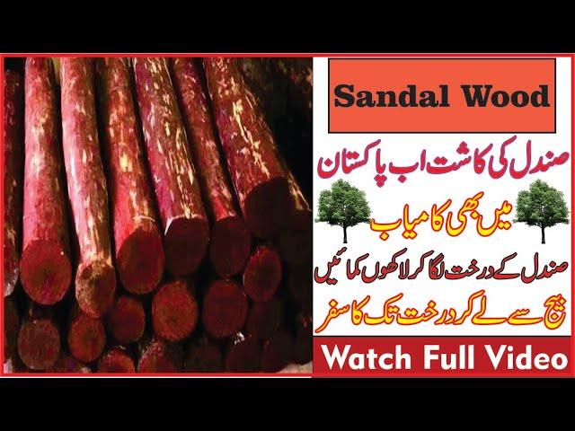 "A Guide for Pakistan on Cultivating Sandalwood Trees"