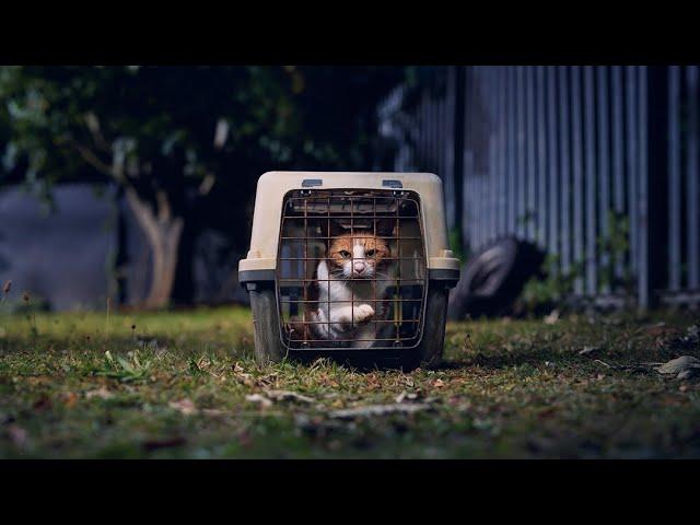 Cats Protection | Here for every cat's journey