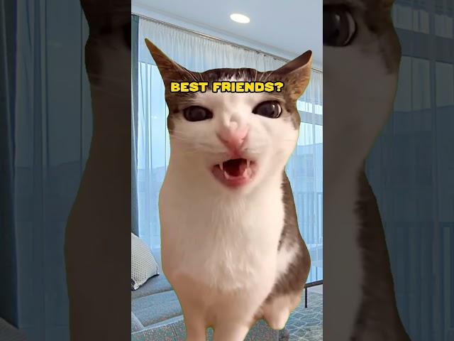Send It To You Bestfriend | Cat Memes  #shorts sounds: @ShiroTheBuddy