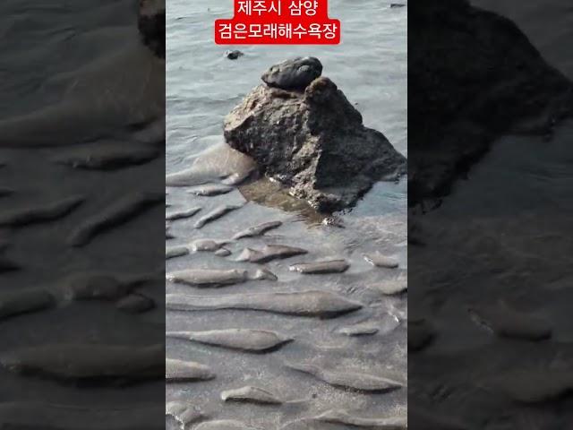 #제주시 삼양 검은모래 해수욕장의 썰물풍경#