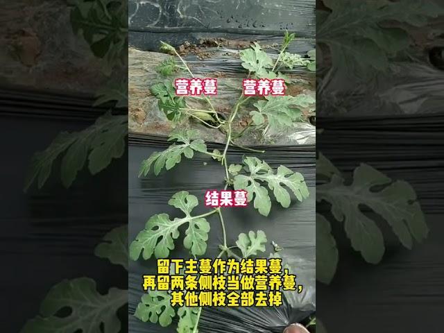 大果型西瓜是如何三蔓整枝的#蔬菜种植技术 #农业技术推广 #农业技术 #蔬菜种植 #农业种植技术 #农业知识 #三农种植 #种菜小技巧 #种植小技巧 #种植技术